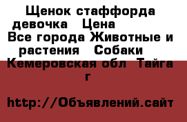 Щенок стаффорда девочка › Цена ­ 20 000 - Все города Животные и растения » Собаки   . Кемеровская обл.,Тайга г.
